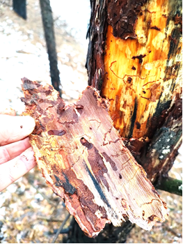 зображення_viber_2026-02-02_16-20-51-592